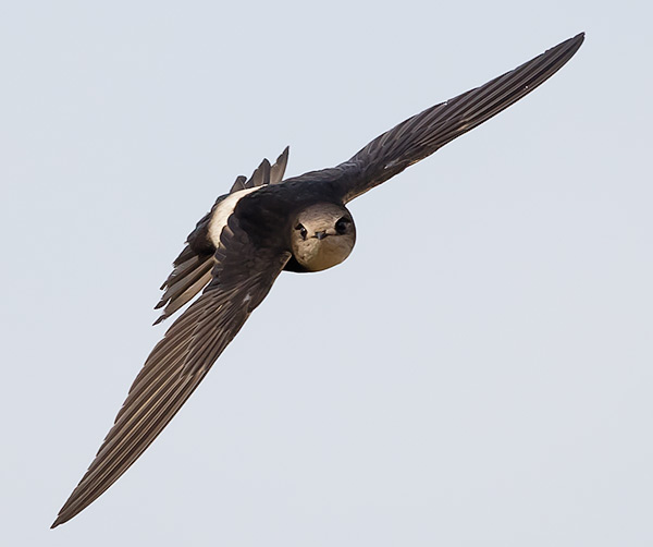 Horus Swift in flight
